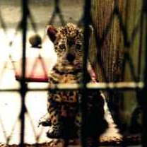 Cachorro jaguar solo en su jaula en zoo de España